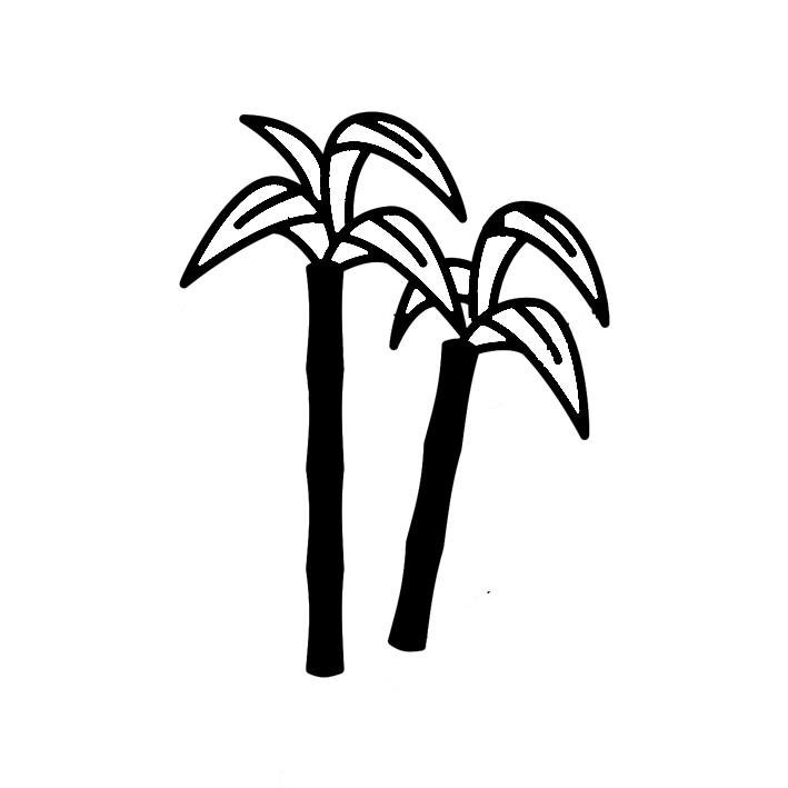 Sugar Cane